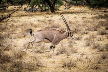 Papier Peint photo Lavable Antilope antelope