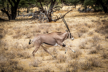 antelope