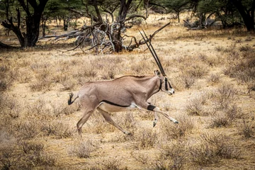  antelope © Alvaro