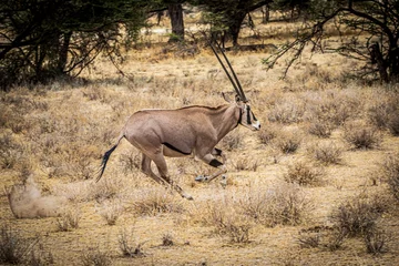 Fotobehang antelope © Alvaro