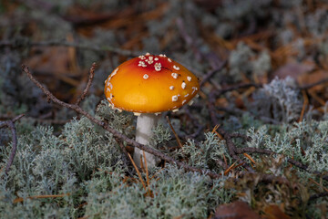 Young fly agaric close up