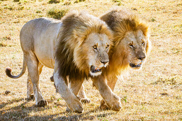 lion