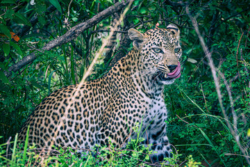 leopard