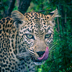 leopard