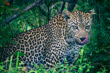 leopard