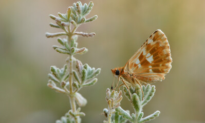 Muschampia proteides 1071