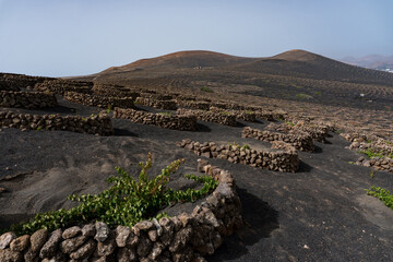 La Geria in Lanzarote
