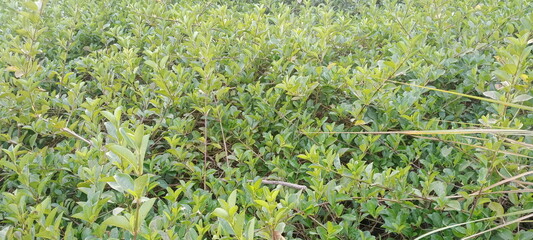 green grass background