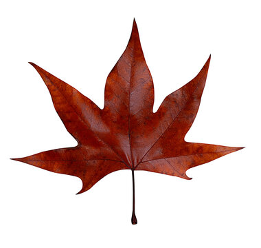 fallen maple tree leaf isolated on white