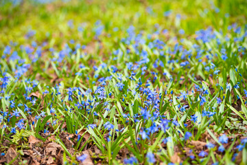 Scilla siberica (the Siberian squill or wood squill) in sunny spring day - obrazy, fototapety, plakaty