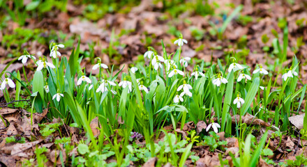 Snowdrops. First flowers  blossom in spring day