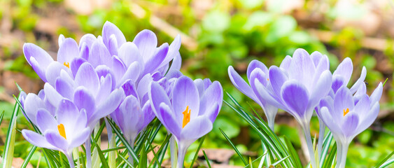 First spring flowers. Violet Crocuses - 694284965