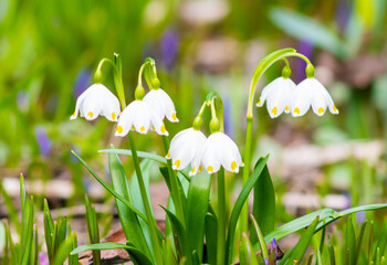 Beautiful spring flowers of Leucojum vernum (spring snowflake) blooming in sunny day - 694284991