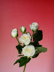 bouquet of white roses