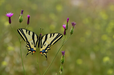 Papilio alexanor 1055