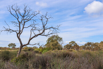 australian grassland landscape with dead tree