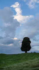 Scenic view of field against sky, lonely tree, blue cloudy sky, vertical view