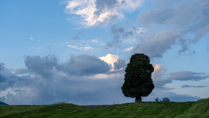 Scenic view of field against sky, lonely tree, blue cloudy sky