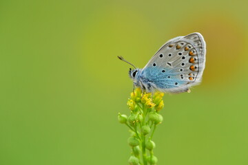 Polyommatus icarus 1068