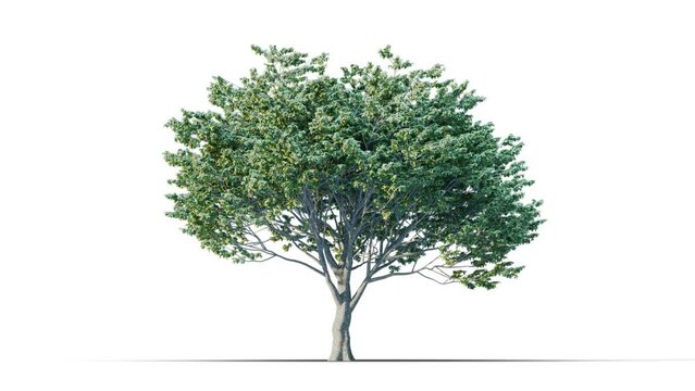 Trees grow from small to large. Growing tree on transparency background. 3D realistic summer tree. Wind blowing leaves moving.