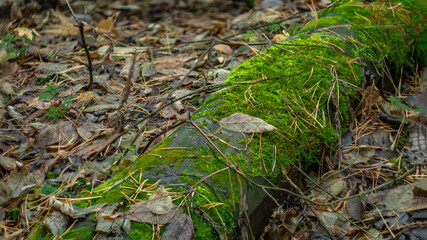 Naklejka na ściany i meble green moss on trees in the autumn forest