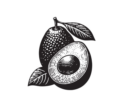 black and white avocado fruit with leaves clip art preview