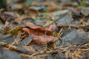 mushrooms in the autumn forest