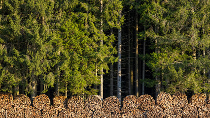 Holz- und Forstwirtschaft - 694294913