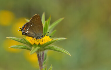Satyrium ilicis 1063