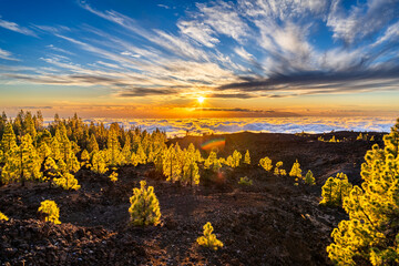 Mount Teide, Tenerife, Spain. Lava rocks and trees in the National Park (Spanish: ‎⁨Parque Nacional del Teide⁩) at sundown.