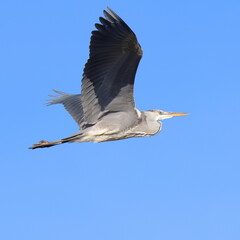 in volo
