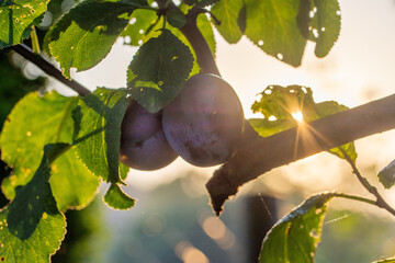 Plums on a tree. Photographed against the sun, the sun's rays in the backlight.