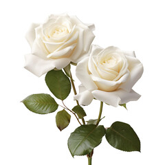 white rose isolated on transparent background Remove png, Clipping Path, pen tool