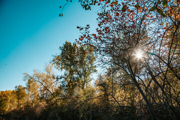 Bunte Herbstbäume mit Sonne im Hintergrund