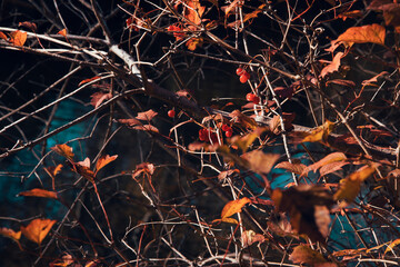 Herbtlicher Blätter an Zweigen 