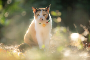 Cute cat sitting on the ground in the garden at sunset.