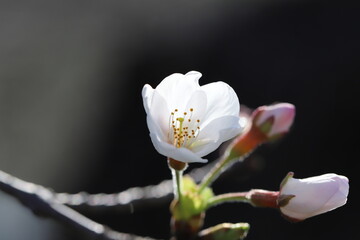 日本の早春の庭に咲く白い桜の花
