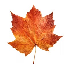 Single Spring autumn maple leaf with white background Created with generative Ai