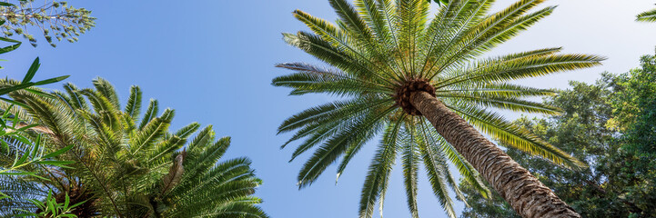 Panoramic image. Palm trees against clear blue sky