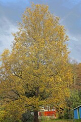 Obraz premium Feldahorn im Herbst