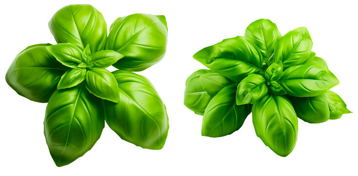 set of basil on a transparent background
