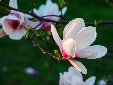 branch of blossoming magnolia in evening light. closeup nature background in early spring