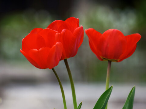 three red tulips in full bloom. beautiful garden background in springtime