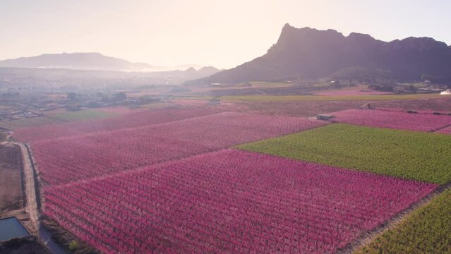 View from above of fields with peach tres, plum and nectarine trees fruit trees with pink flowers in Cieza in bloom with mountain range in the background during springtime at sunrise, Cieza, Murcia