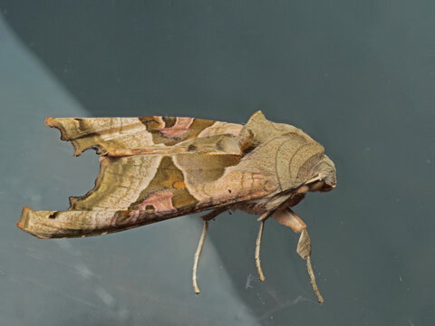 Achateule (Phlogophora meticulosa) sitzt am Fenster