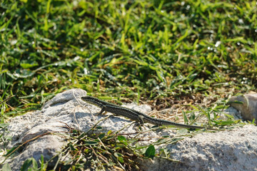 A lizard on a stone wall in Syracuse, Italy	