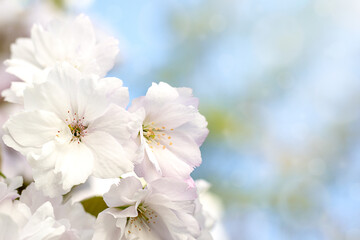 Sakura flowers close-up against the blue sky. copy space.
