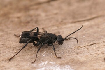 Closeup on a Mediterranean black spider wasp species of the genus Dipogon