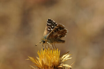 Closeup on a Red underwing skipper butterfly, Spialia sertorius sitting on a yellow thistle flower