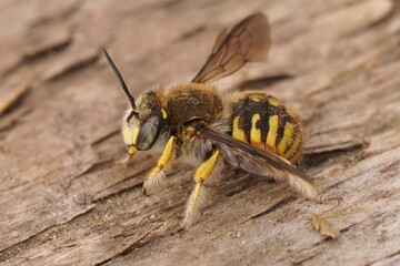 Closeup on a hairy European woolcarder bee, Anthidium manicatum with open wings
